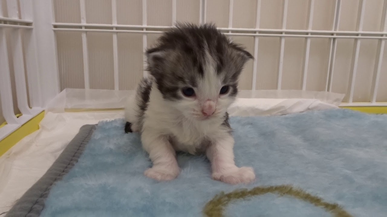 2 week old Maine coon kittens - YouTube