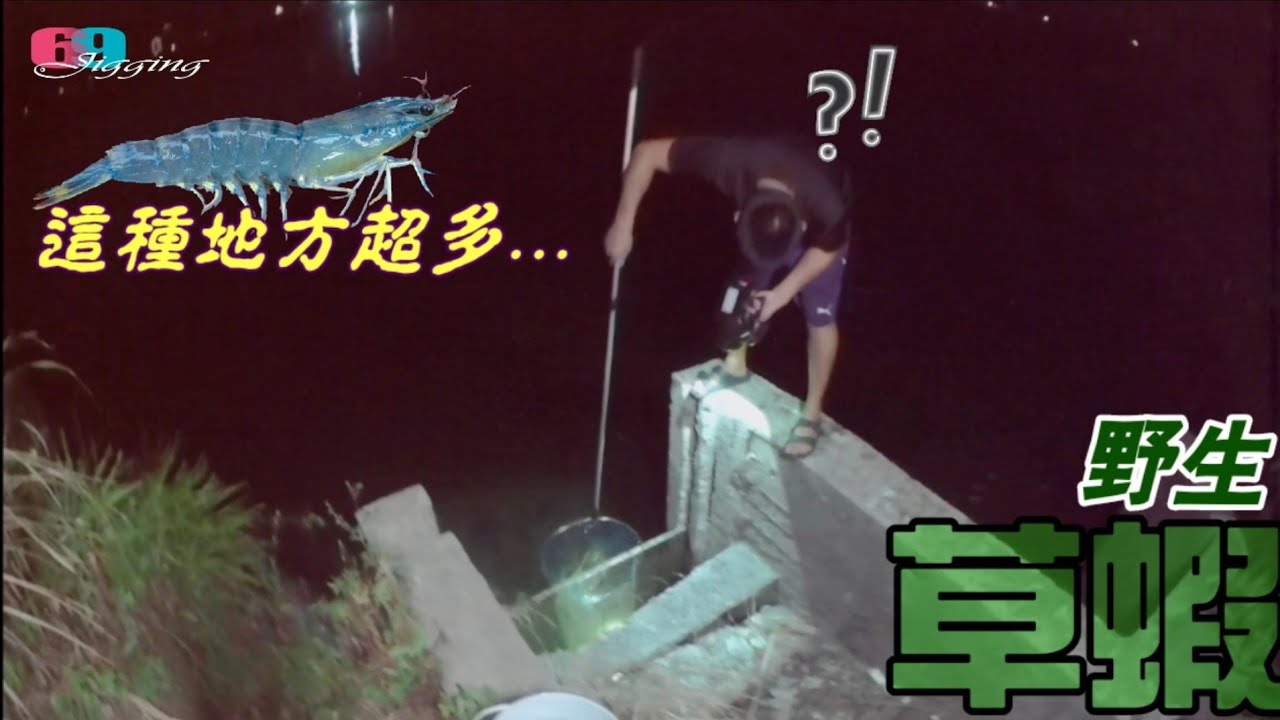 野生大草蝦這麽好抓!還釣什麼?這種地方超多!!刺身,炙燒,鹽烤樣樣來...吃不夠再來抓 2025/09/ 台灣69J釣魚俱樂部(69J Fishing Club)