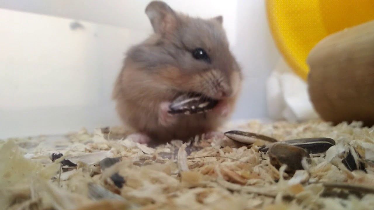 Hamster eating sunflower YouTube