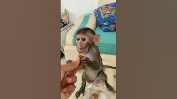 Baby Monkey’s Reaction to Spicy Food Is Priceless! 🌶️😂 #shortvideo #viralvideo #ytshorts