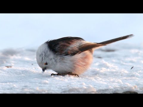 Ополовник или длиннохвостая синица птицы. Aegithalos caudatus bird