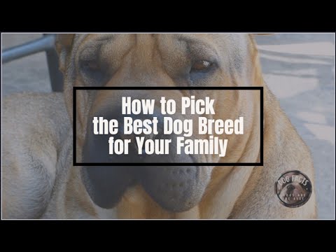 Video: Usvojite savršenog ljubimca za svoju obitelj: Savjeti stručnjaka za odabir psa s dobrim temperamentom