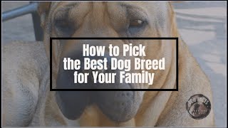 FamilyFriendly Dog Breeds: Expert Tips for Making the Right Choice