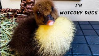 I’m Muscovy Duck | Rescued Duckling