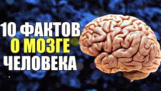 Интересные Факты о Мозге Человека