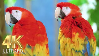 🦜Beautiful Breathtaking 🦜Colorful Macaw Parrots in 4K 🦜Relaxing Music and Forest Ambient Sounds 🦜