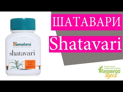Шатавари. Шатавари применение. Аюрведа Здесь