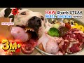 🐄🐶nomyen the Pit Bull eats RAW🐂🥩Shank Steak&🐂🥚Testicle [ASMR] BARF | MUKBANG 動物の咀嚼音| 犬が生の肉を食べる [咀嚼音]
