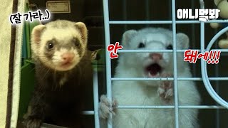 동물농장 촬영하다가 뜻밖에 누명 벗은 페럿ㅋㅋㅋㅣFerret That Pretends to Sleep Aft…