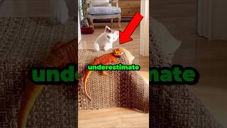 Never Underestimate Cats.