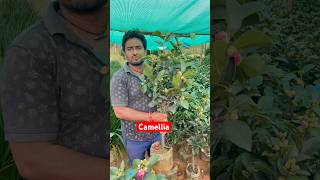 Camellia flowering plants #shorts