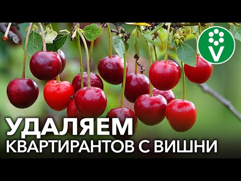 Видео: Борьба с вишневой ржавчиной - Как управлять вишней с грибком ржавчины