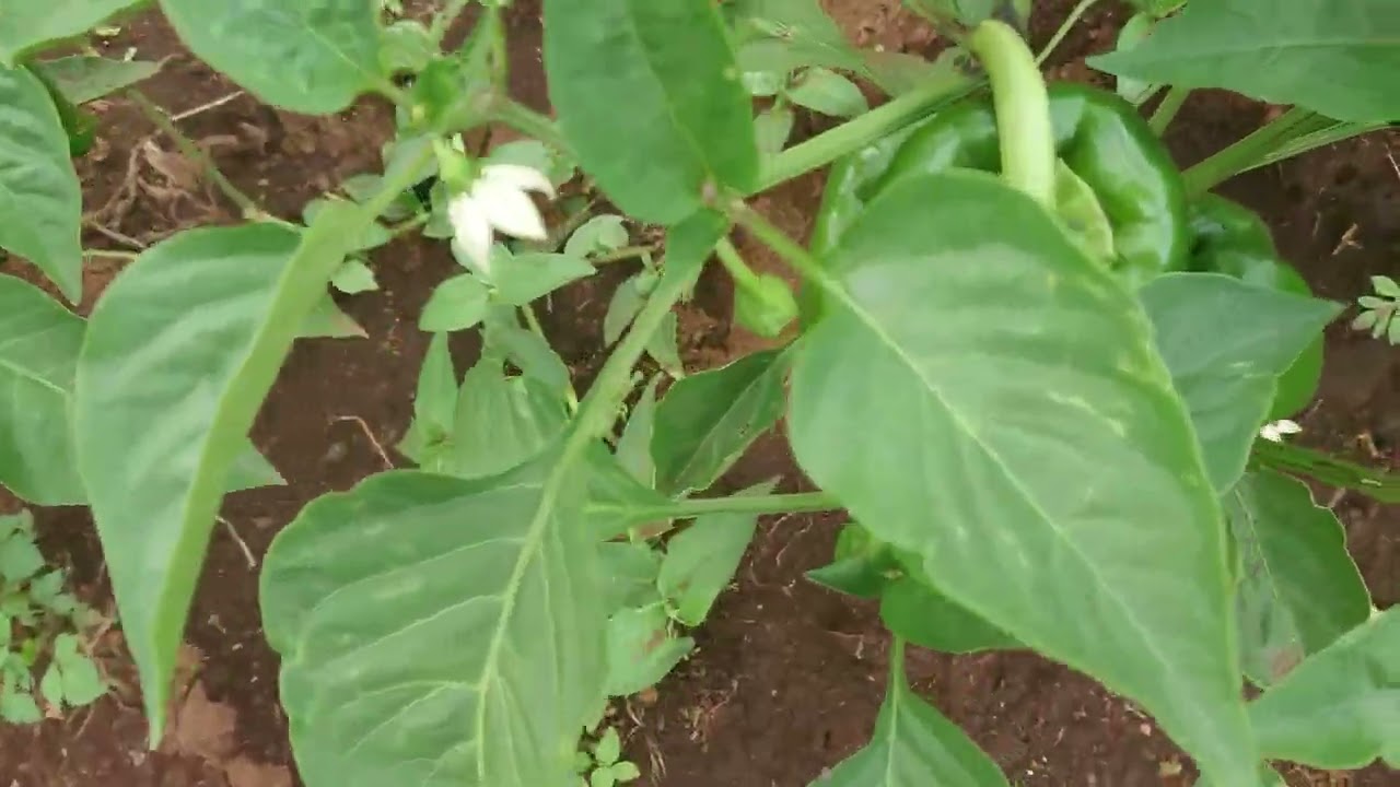 Comment réussir la culture de poivron au Cameroun ?