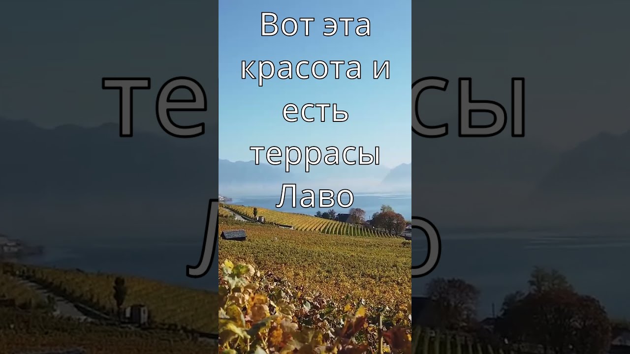 Виноградные террасы Лаво на Женевском озере - лучший осенний хайкинг в Швейцарии #Short