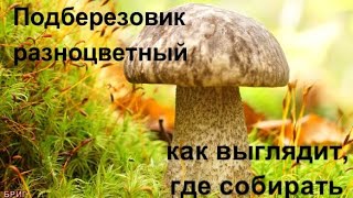 Подберезовик разноцветный. Как выглядит, где собирать ?