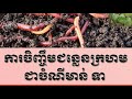 ការចិញ្ចឹមជន្លេនក្រហម/ How to feed red worm