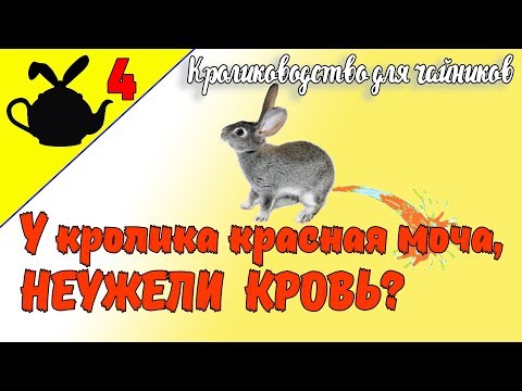 У КРОЛИКА КРАСНАЯ МОЧА, НЕУЖЕЛИ КРОВЬ? / Кролиководство для чайников 4