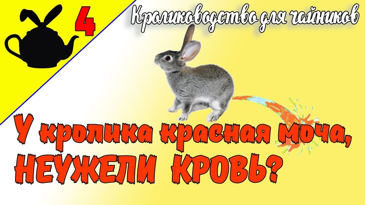 У КРОЛИКА КРАСНАЯ МОЧА, НЕУЖЕЛИ КРОВЬ? / Кролиководство для чайников 4