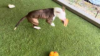 Meet Canela A Terrier, Pit Bull Currently Available For Adoption 9172023 64730 Pm