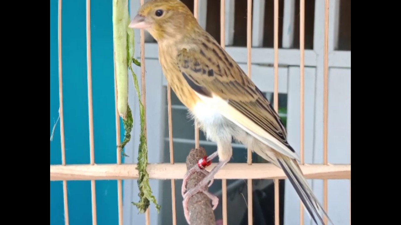 Anakan burung kenari jantan 100% 