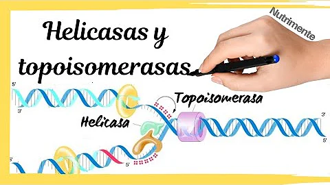 ¿Qué función tiene la enzima topoisomerasa en el proceso de replicación del ADN?