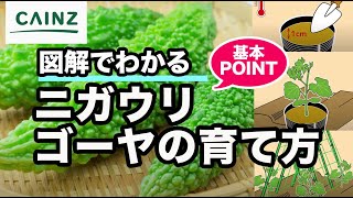ニガウリ ゴーヤ の栽培方法 育て方 カインズ野菜栽培 Youtube