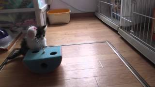 ノル子猫20140202-5