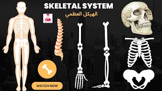 الهيكل العظمي || SKELETAL SYSTEM