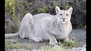 Beautiful Puma Caught Moment in Patagonia