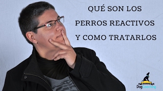 ¿Qué son los PERROS REACTIVOS?  ¡Aprende cómo ayudarles!