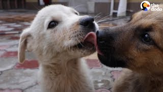 Couple On Vacation Has To Figure Out How To Save 2 Puppies  | The Dodo