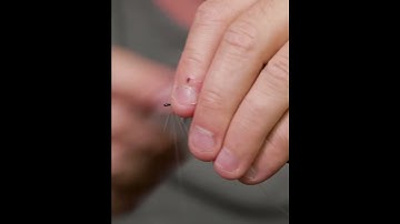 FLYTYING • Simple shrimp • 60 Seconds TUTORIAL •