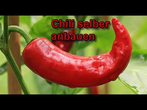 Video: Können Chilisamen eine Blinddarmentzündung verursachen?