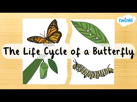 ⁣The Butterfly Life Cycle for Kids