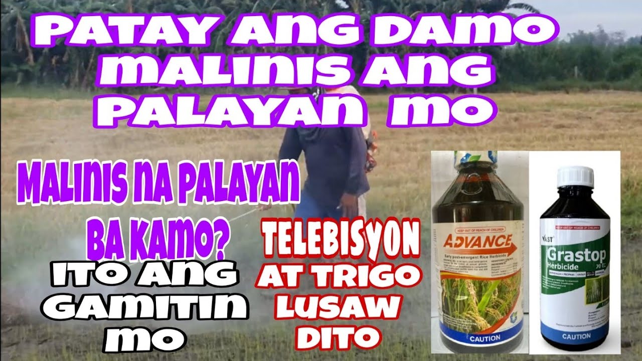Mabisang pamatay  Damo, malinis ang palayan mo