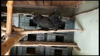 FANTAIL ,LOKKA,MAYURPANKHI PIGEON