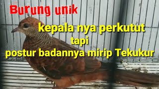 Burung UNCAL MERAH / Tekukur api usia lepas trotol