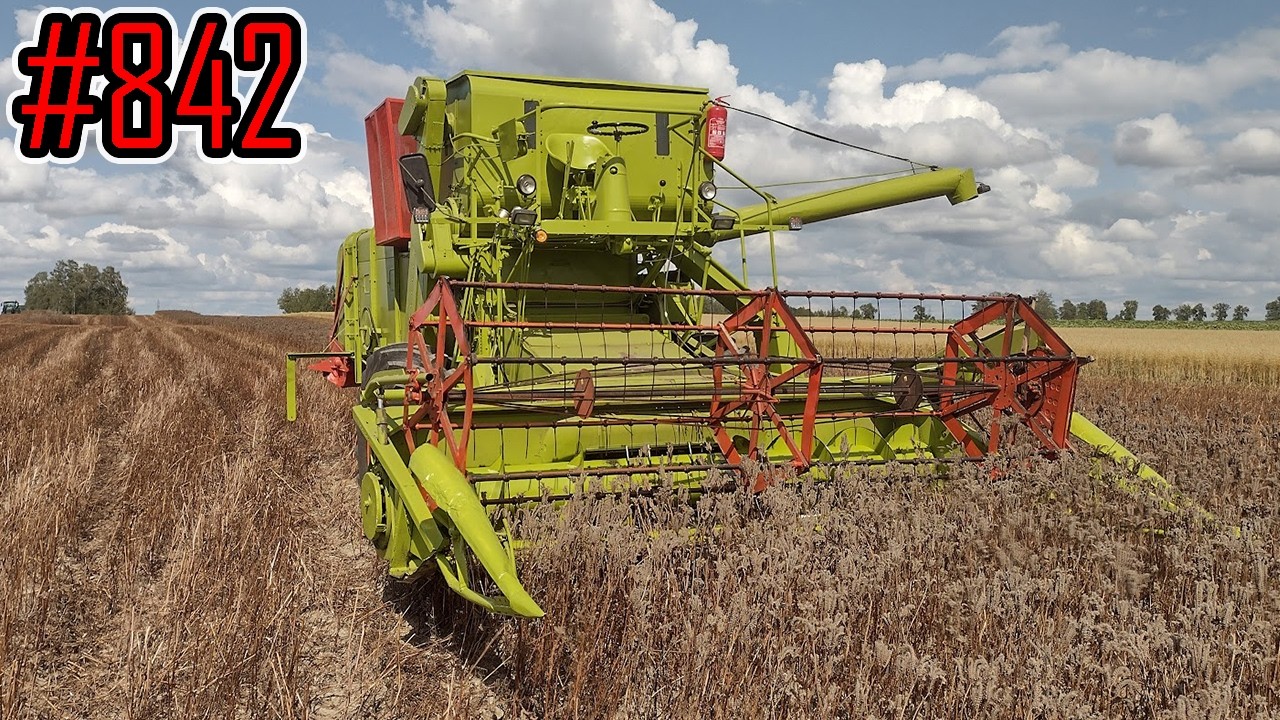 Żniwa mokrej facelii z Claas Matador Gigant #842