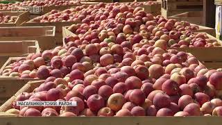 В Южном Дагестане завершается сбор яблок
