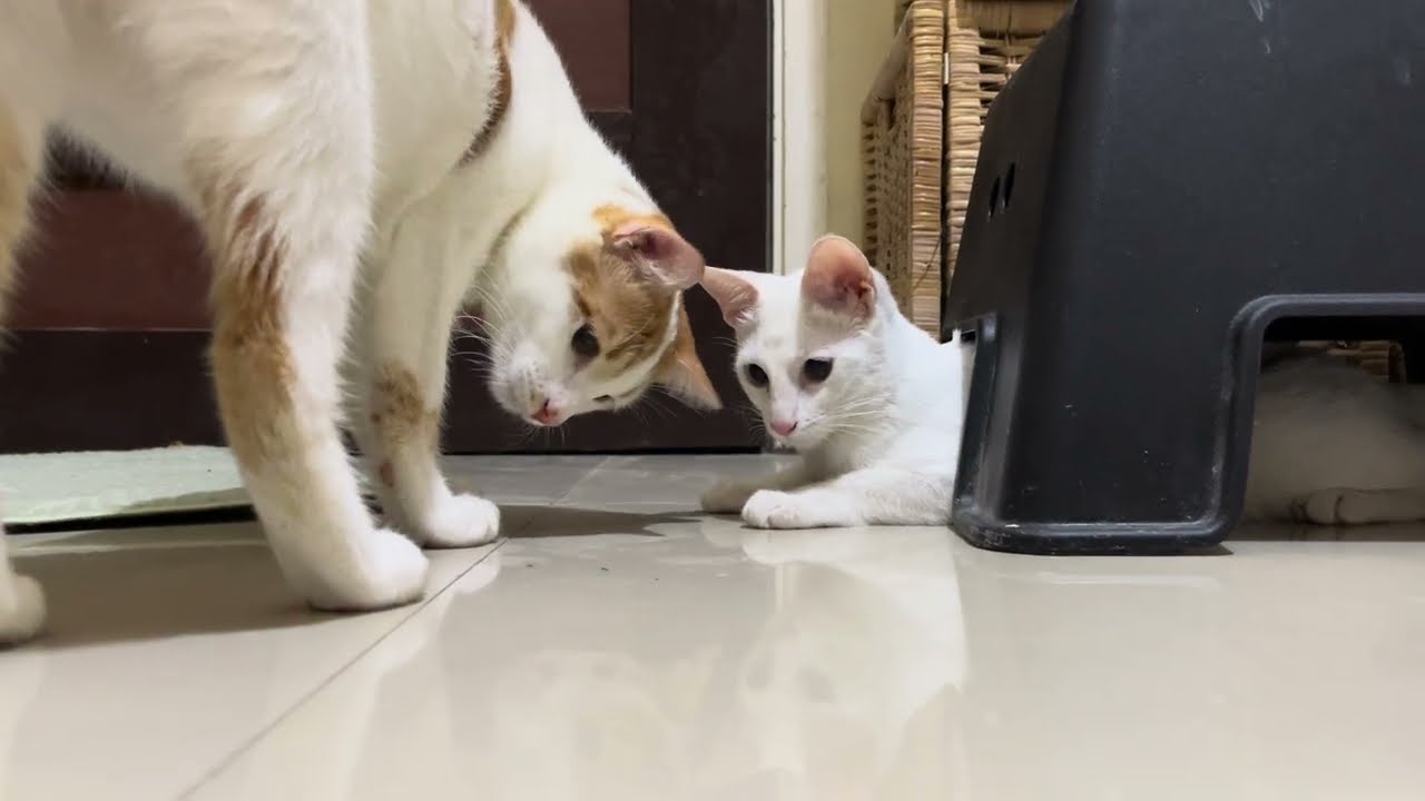 Lumpia the Cat vs Ants