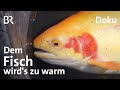 Ein Fisch-Züchter trotzt Hitze und Trockenheit: Klimawandel, Forellen und Saiblinge | Doku | BR