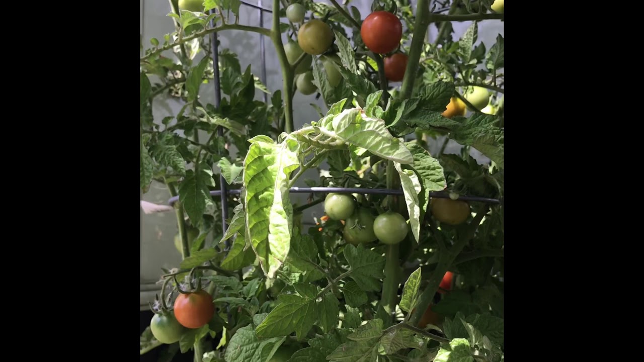 Time to harvest our organic Tomatoes 🍅👍 YouTube