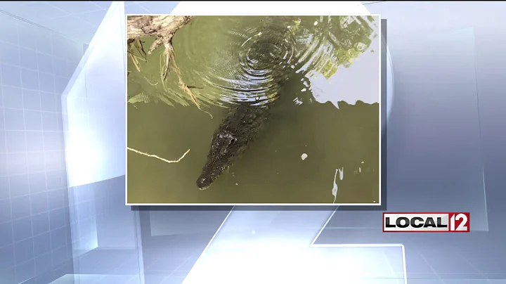 Church group encounters 7-foot long crocodile in Preble County creek