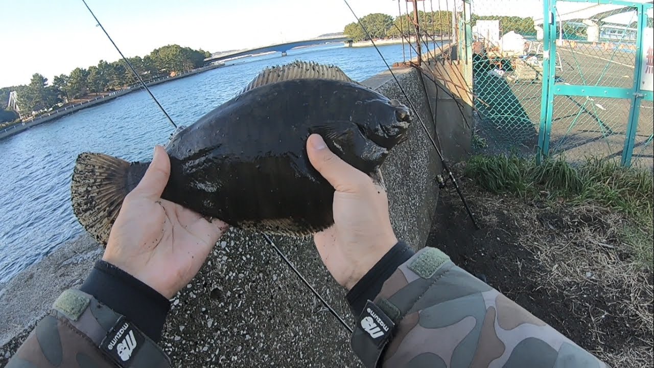 東京湾陸っぱりカレイ狙って釣りしてみたら...幻のマコガレイに大興奮！