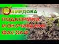 Подкормка и окучивание фасоли.