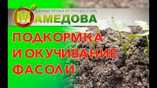 Подкормка и окучивание фасоли.