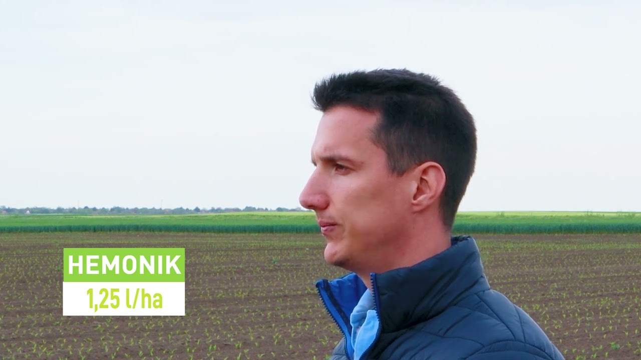 Zaštita kukuruza: Agrodimark + Hemonik