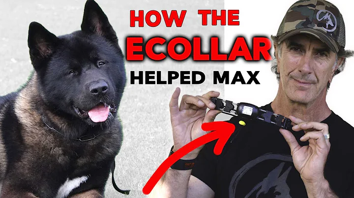 ECollar Helps Dog Learn Obedience - Dog Training w...