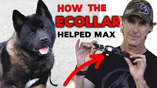 ECollar Helps Dog Learn Obedience  Dog Training with Remote Collar