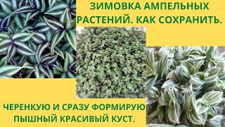 видео: Ампельные растения.Зимнее содержание. Формирую пышный куст сразу при укоренении черенка. картинка: Ампельные растения.Зимнее содержание. Формирую пышный куст сразу при укоренении черенка.